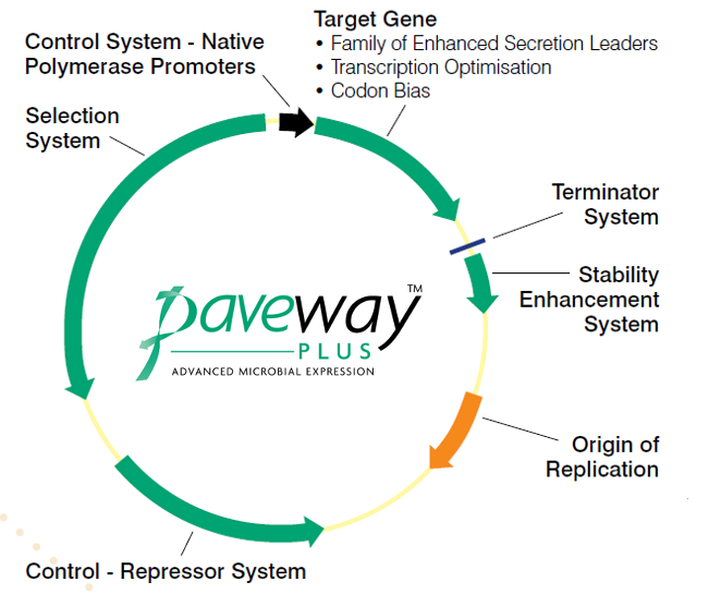 Figure 1. The family of Paveway™ PLUS plasmids for the high-titre expression and cGMP production of therapeutic proteins.