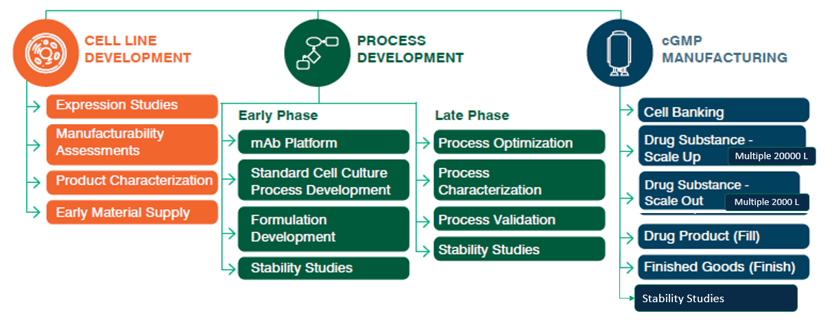 Cell line dev, process dev, and cGMP manufacturing details